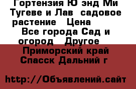 Гортензия Ю энд Ми Тугеве и Лав, садовое растение › Цена ­ 550 - Все города Сад и огород » Другое   . Приморский край,Спасск-Дальний г.